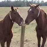 thumbnail for publication: Is it coping or is it a vice? Understanding stereotypic behaviors in horses